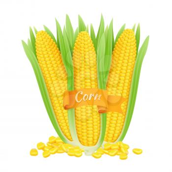 Realistic corncobs. Vector corn grains and cobs with leaves isolated on white background. Illustration corncob, vegetarian vegetable ripe