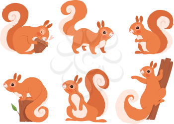 Cute squirrel. Zoo little forest animals in action poses wildlife squirrel vector cartoon character. Funny character squirrel in various pose illustration