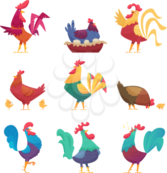 Roosters and hens. Country domestic chicken farm birds eco breeding industry vector cartoon characters. Hen and rooster, chicken bird farm illustration
