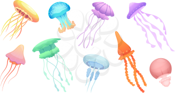 Jellyfish. Underwater wild animals beautiful colored group of jellyfishes vector. Illustration jellyfish wildlife, underwater sea animals