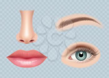 Face parts realistic. Human body eyes ear nose and mouth vector pictures set isolated. Face set eye, human nose and eyes, isolated illustration