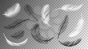 Flying feathers collection. Falling black white feathering isolated on transparent background. Birds plumage vector set. Flying fluffy black and white, quill plumage illustration