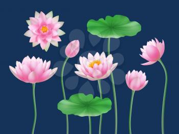 Lotus realistic buds. Nature colored flowers yoga symbols decent vector illustrations set. Flora petal lotus bud, floral pink botany