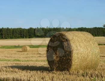 Two hay straw bales on the stubble field with blue sky and forest in background.