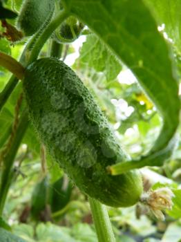 Close up macro of pickling cucumber fruit on green background.