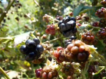 Macro close up of wild black blackberry fruit on green background.