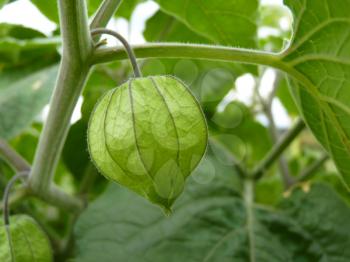 Unripe green fruit of physalis peruviana or cape gooseberry in garden.