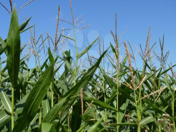 Corn field on blue sky background.