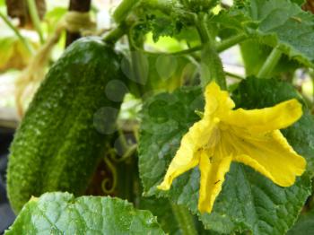 Close up macro of cucumber flower and pickling cucumber fruit in background.