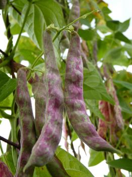 Violet and green pods of climbing kidney common french garden bean phaseolus vulgaris plant.