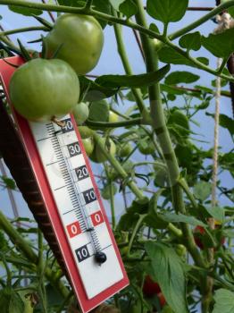 Classic thermometer in home made plastic greenhouse polytunnel with tomato plants.
