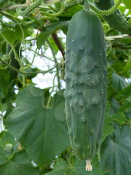 Close up macro of slicing cucumber fruit in plastic greenhouse.