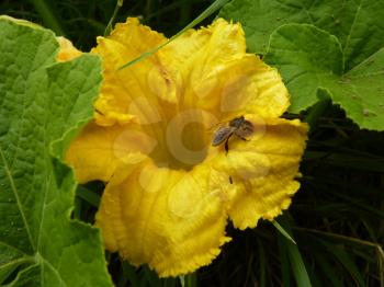 Close up macro of bee on yellow pumpkin or squash or marrow.