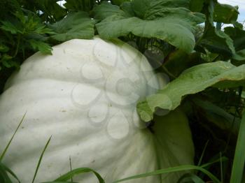 Close up macro of large white pumpkin.
