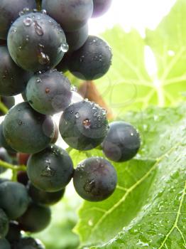 Close up macro of water drops on blue bunch cluster of grapes on grape vine plant.