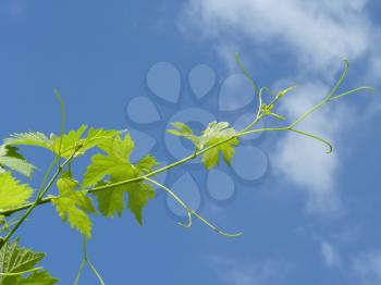 Close up of grape vine branch on blue sky background.