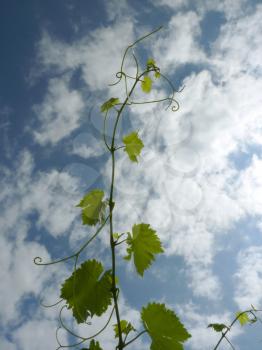 Close up macro of grape vine branch on cloudy blue sky background.