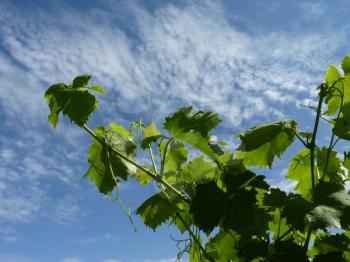 Close up macro of grape vine branches on cloudy blue sky background.
