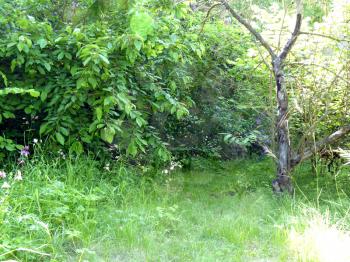 Secluded place nook in the old unmaintained garden with bushes, green grass and dead apple tree.