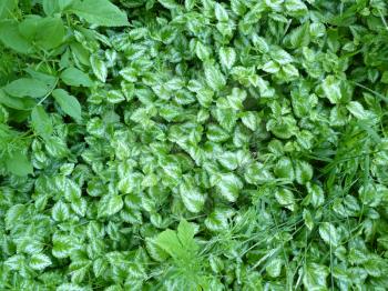 Green texture background of ground covering leaves of yellow archangel Lamium Galeobdolon