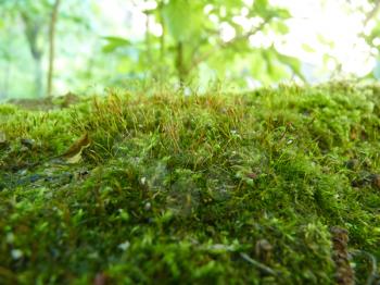 Close up macro detail of bright green moss background in forest garden under trees.