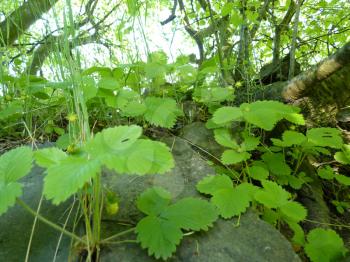 Close up macro detail of wild strawberry plants growing covering old shady stone wall in unmaintained garden.