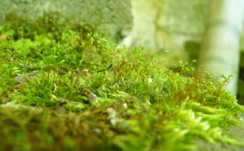 Low close up detail of bright green moss growing on old brick pile.