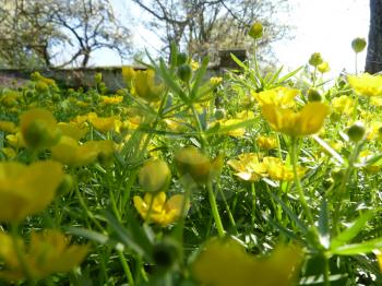 Low close up macro detail of yellow flowers of buttercup ranunculus ground covering plant in old garden.