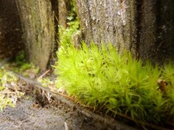 Close Up macro detail of bright green moss growing on tree stump in forest.