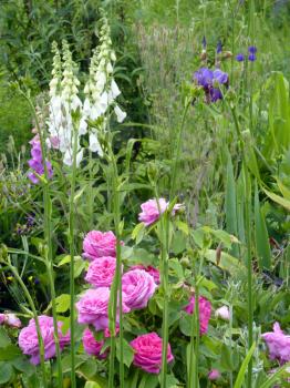 Flower garden with pink roses,iris and foxgloves