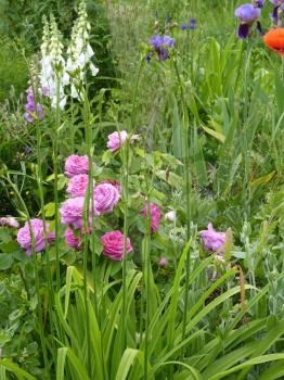 Flower garden with pink roses, iris and foxgloves