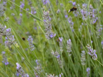 Purple lavender bed  in garden or park with flying bumblebee in background