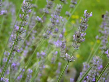 Purple lavender bed  in garden or park with flying bumblebee in background