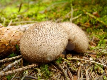 Close up detail of dusky puffball mushroom growing in forest.
