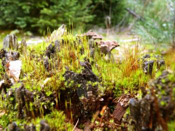 Close Up macro detail of bright green moss growing on tree stump in forest.