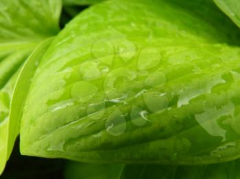 Close up macro detail of wet green hosta leaf covered by rain water droplets.