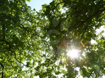 Oak tree branches and leaves from below with sun rays coming through .