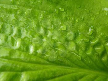 Close up macro detail of wet green hosta leaf covered by rain water droplets.