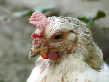 Closeup close up detail of white chicken hen head.