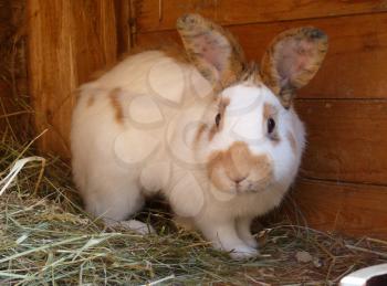 White and brown or red rabbit in hutch.