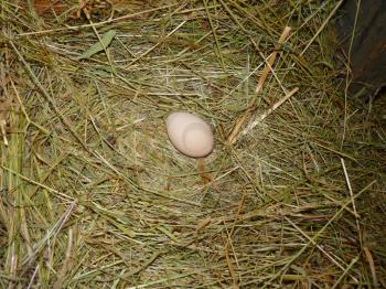 Hen chicken egg in henhouse hay nest.