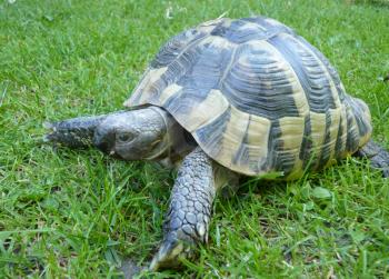 Close up of greek turtle tortoise on the grass.