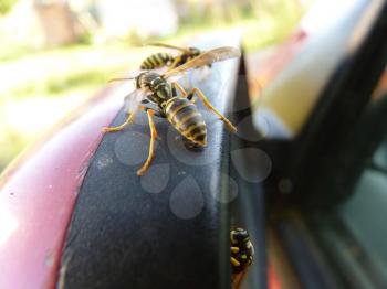 Macro closeup close up detail of three wasps on car side mirror.