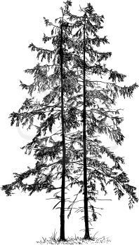 Cartoon vector doodle drawing illustration of two old spruce conifer or coniferous tree or trees.