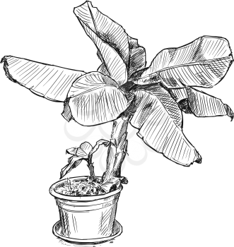 Vector artistic pen and ink hand drawing illustration of banana tree in large pot.
