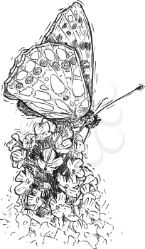 Vector artistic pen and ink hand drawing illustration of butterfly feeding on buddleja davidii bush.