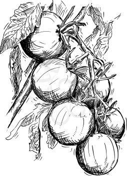 Vector artistic pen and ink hand drawing illustration of ripe tomatoes growing on branch.