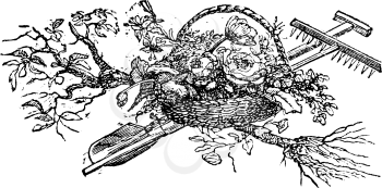 Antique vector drawing or engraving of grunge vintage grunge decorative design of basket with flowers and gardening tools and young tree ready to plant.Illustration from book Illustrierter Neuester Bienenfreund, printed in Leipzig, Germany 1852.