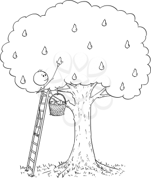Cartoon stick drawing conceptual illustration of man standing on ladder and picking fruit from high pear tree.