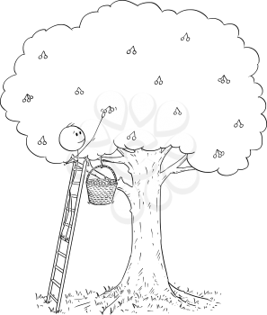Cartoon stick drawing conceptual illustration of man standing on ladder and picking fruit from high cherry tree.
